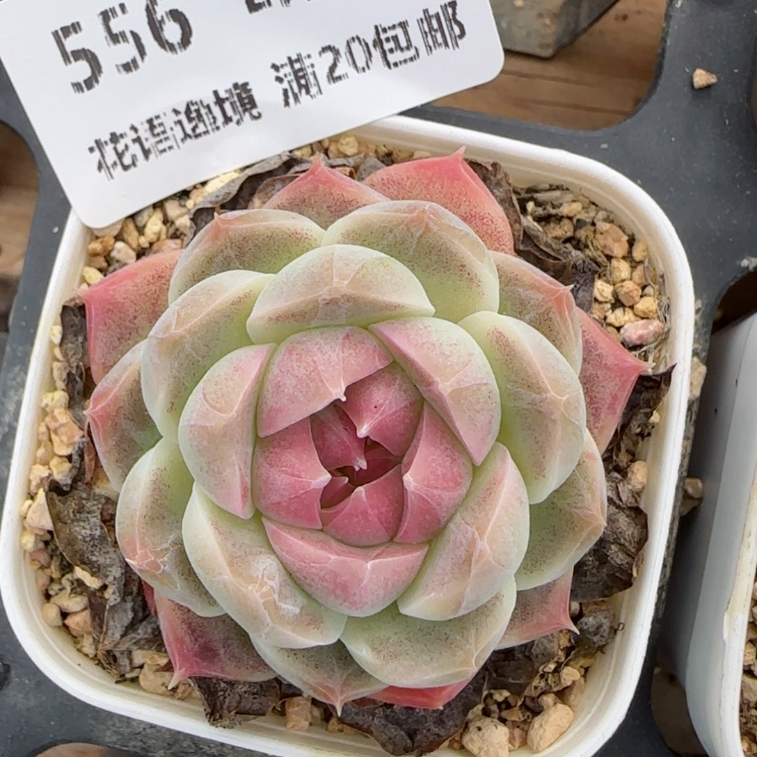 花语逸镜0219-556