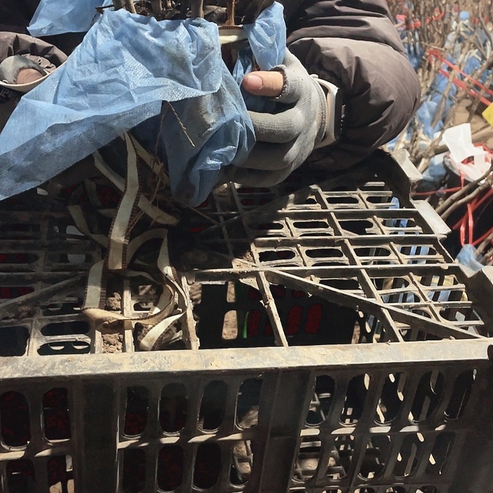 完全开放牡丹花开