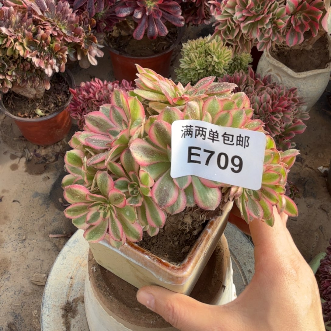 709万白缀化法师多肉