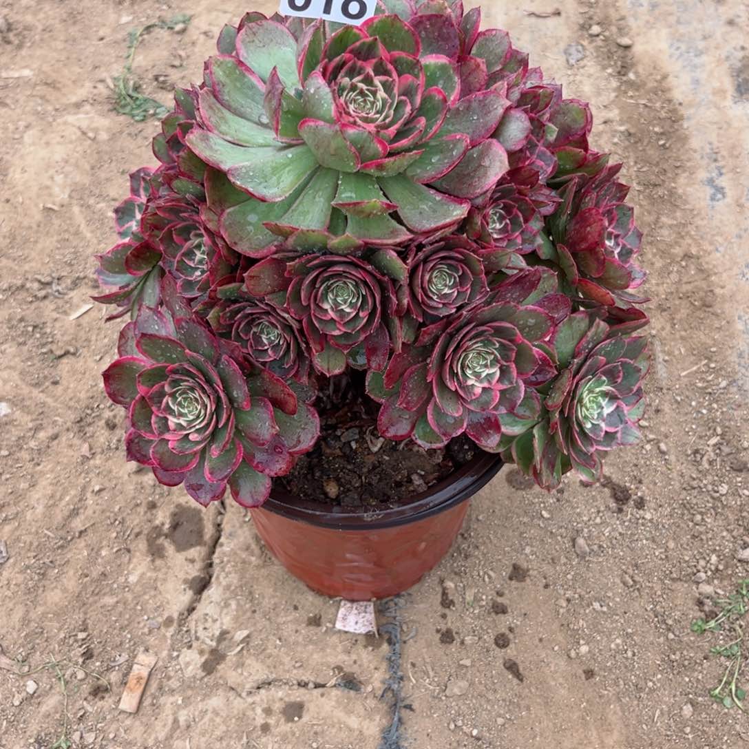 已***年818粉花妖多肉植物
