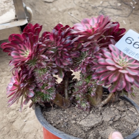 女神多肉多肉6665