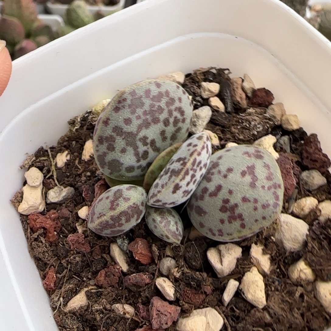 花蛋水泡多肉植物