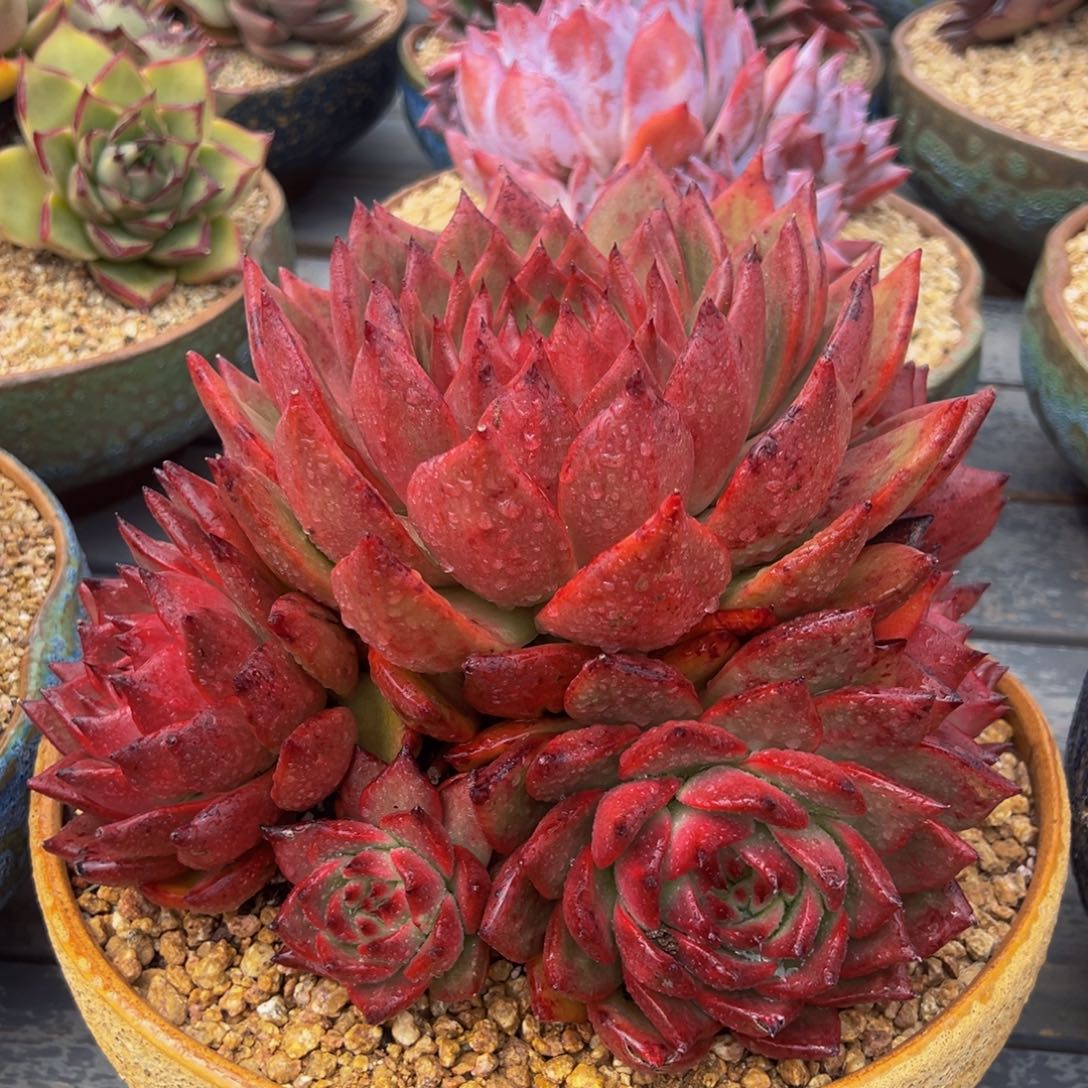 从前慢多肉精选编号0225.3333