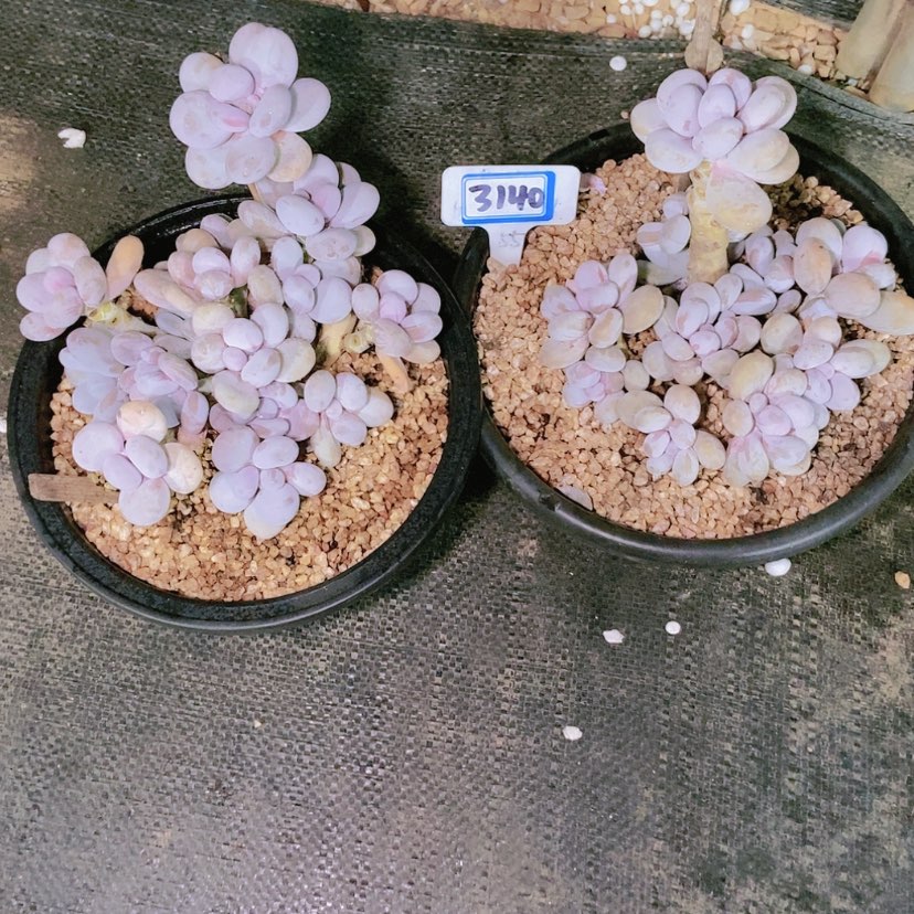 【闪购商品】就****星3140寄养