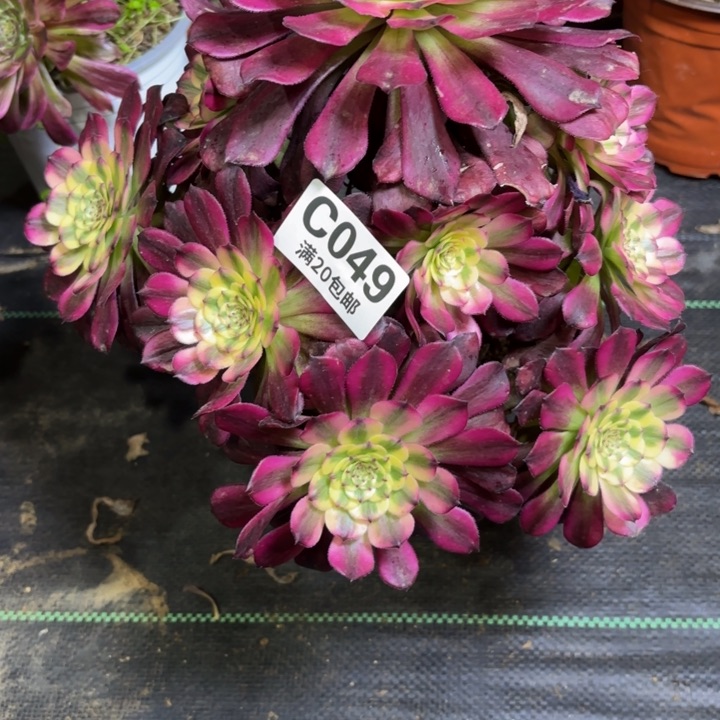 瑞妈一物一拍049