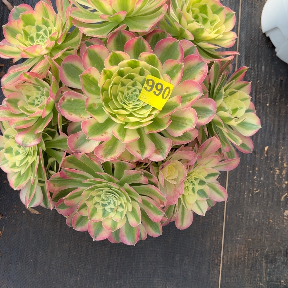 A***M多肉法师胭脂水粉990发货