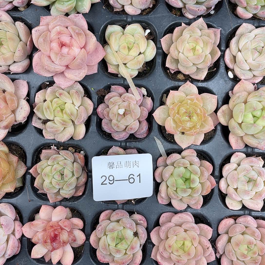 洵***多肉一物一拍29-61