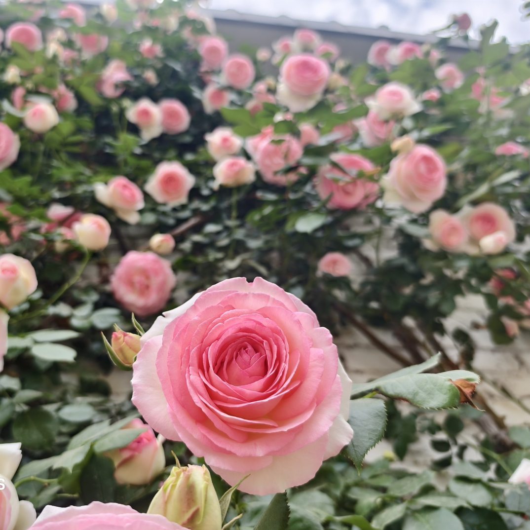 云南无刺爬藤蔷薇花苗藤本月季大花浓香庭院爬藤植物盆栽阳台易活