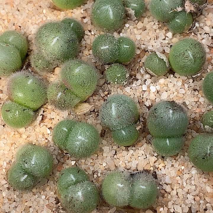9508史蒂芬妮一颗  脱皮最少2头