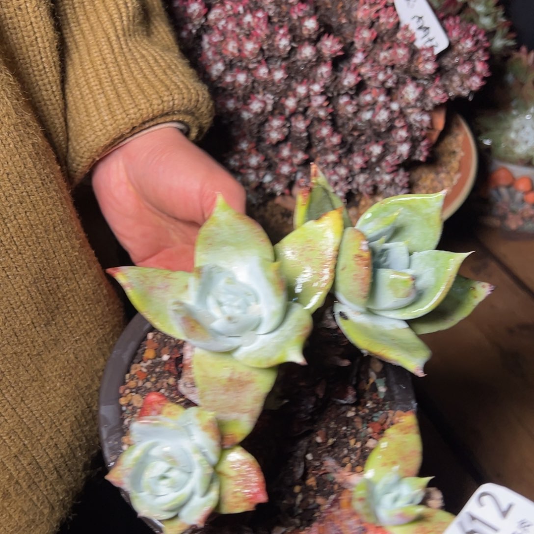 2612哈哈哈哈哈哈哈哈哈