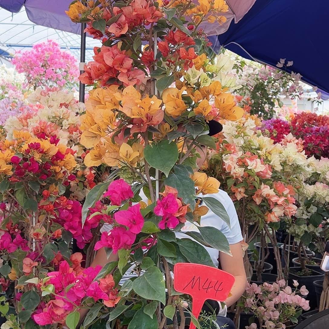 红***1大部分花苞少量开放M44多色