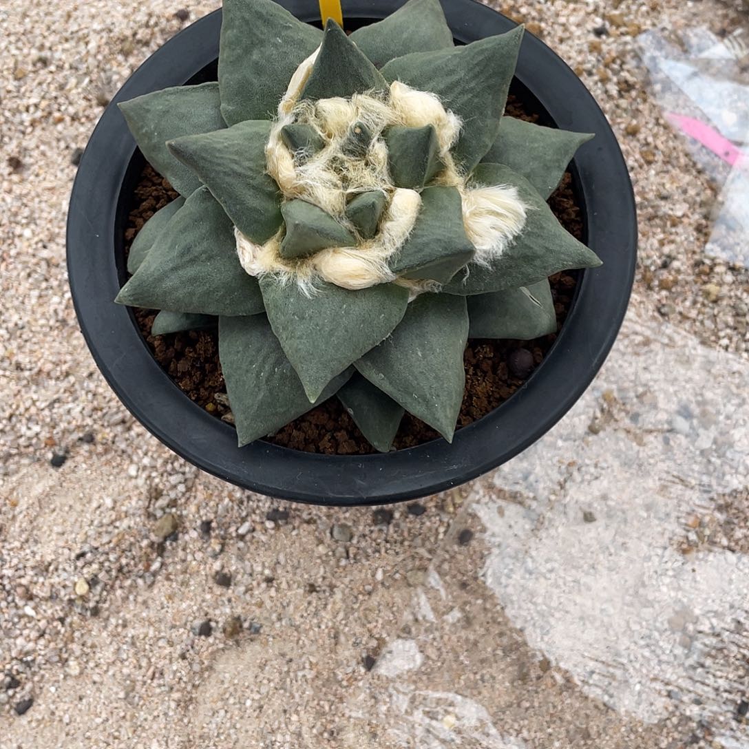 无花朵实生牛舌岩牡丹