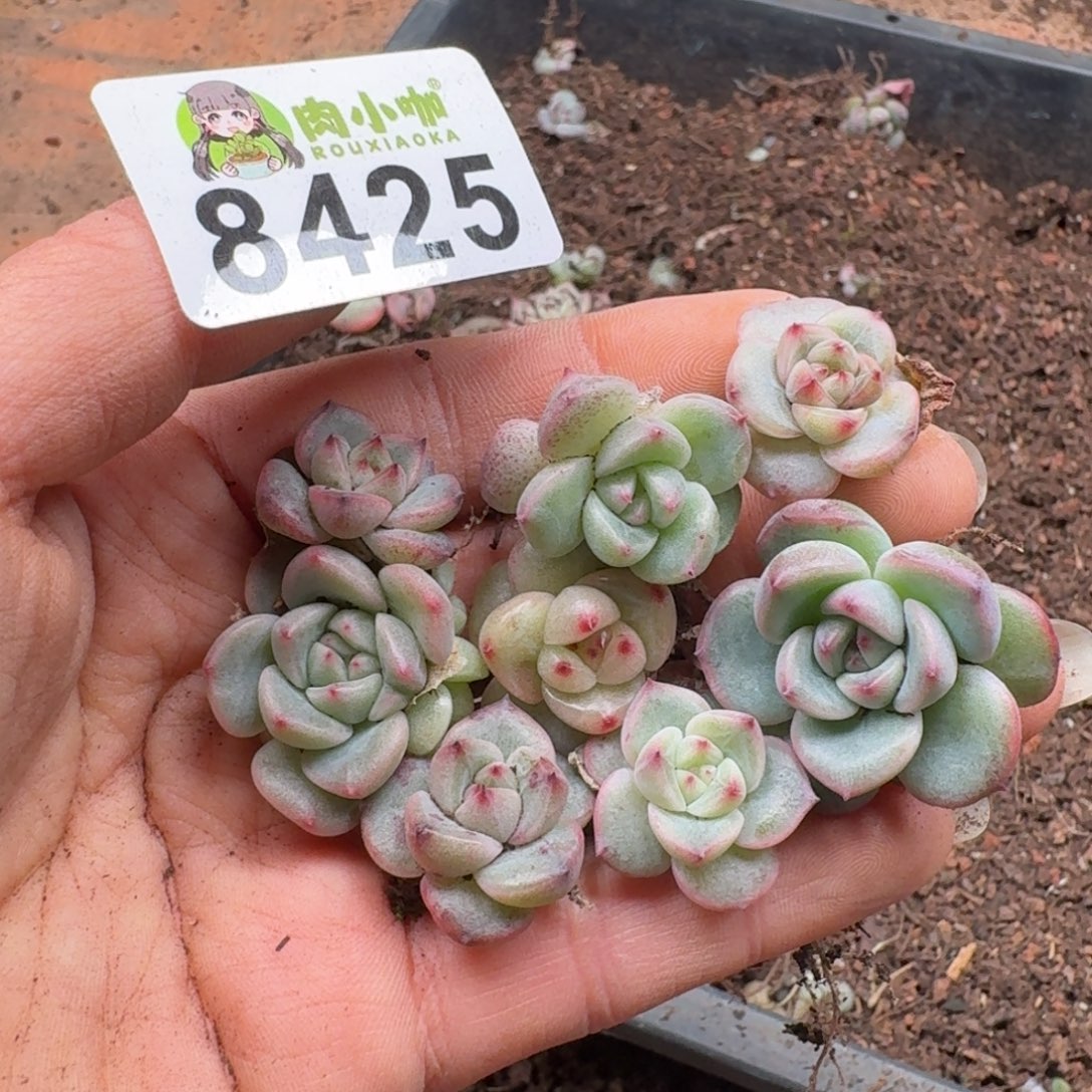 多肉植物多肉植物