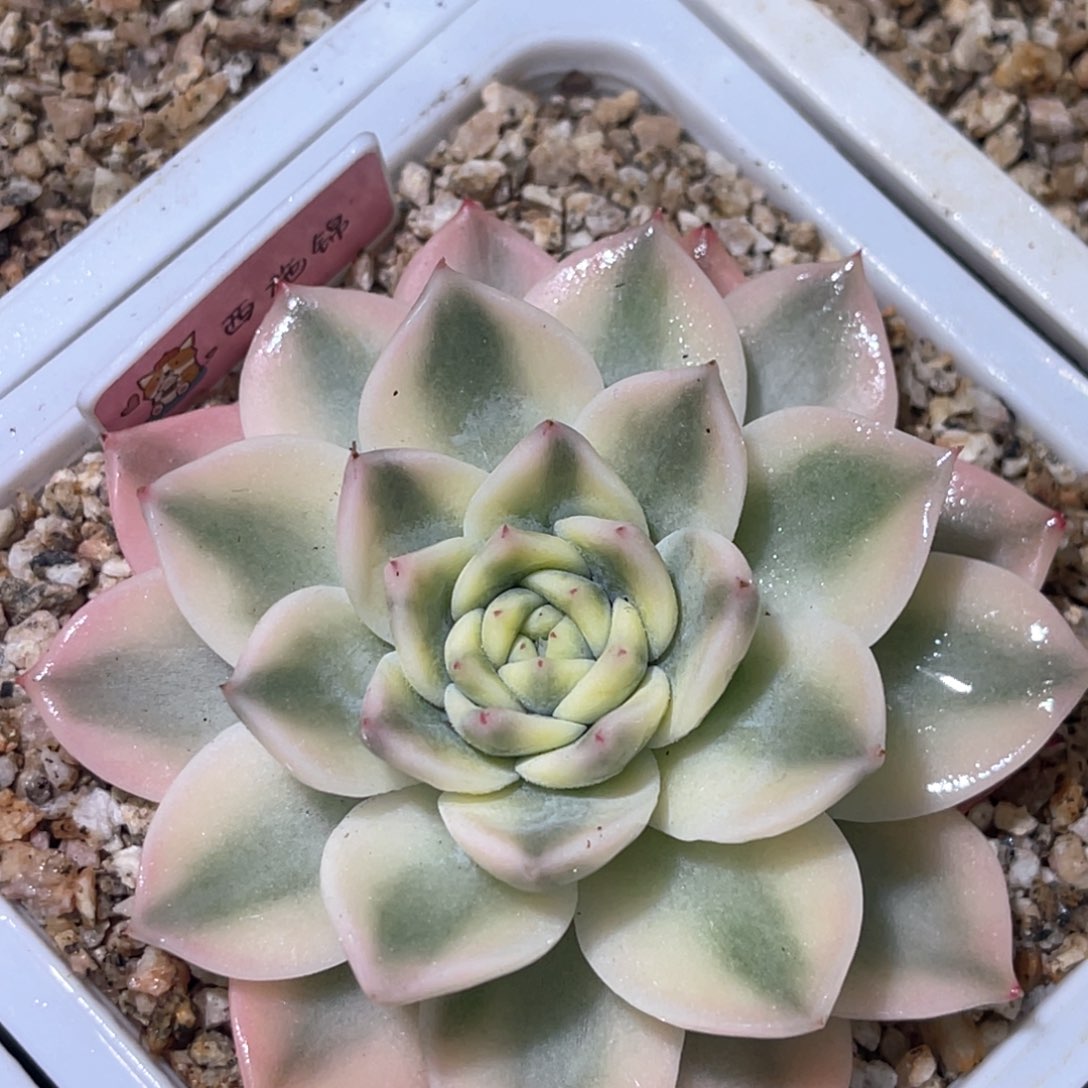 多肉特价高白西施锦