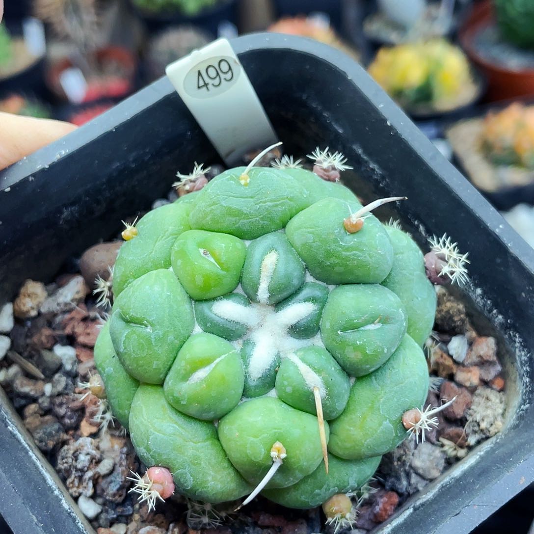 非偏远地区满25元包邮仙人球