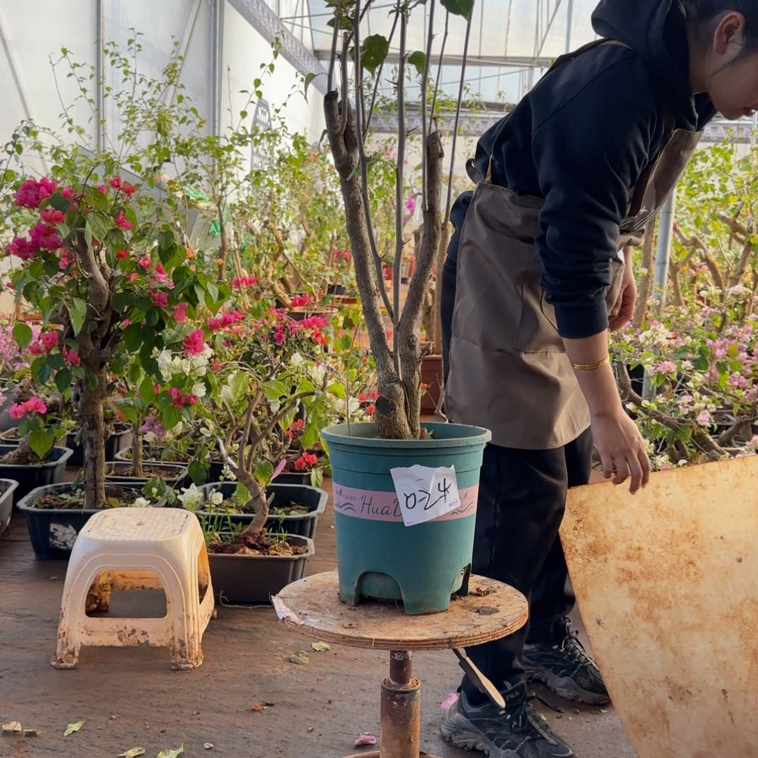 大部分开放少量花苞柠檬黄 024脱