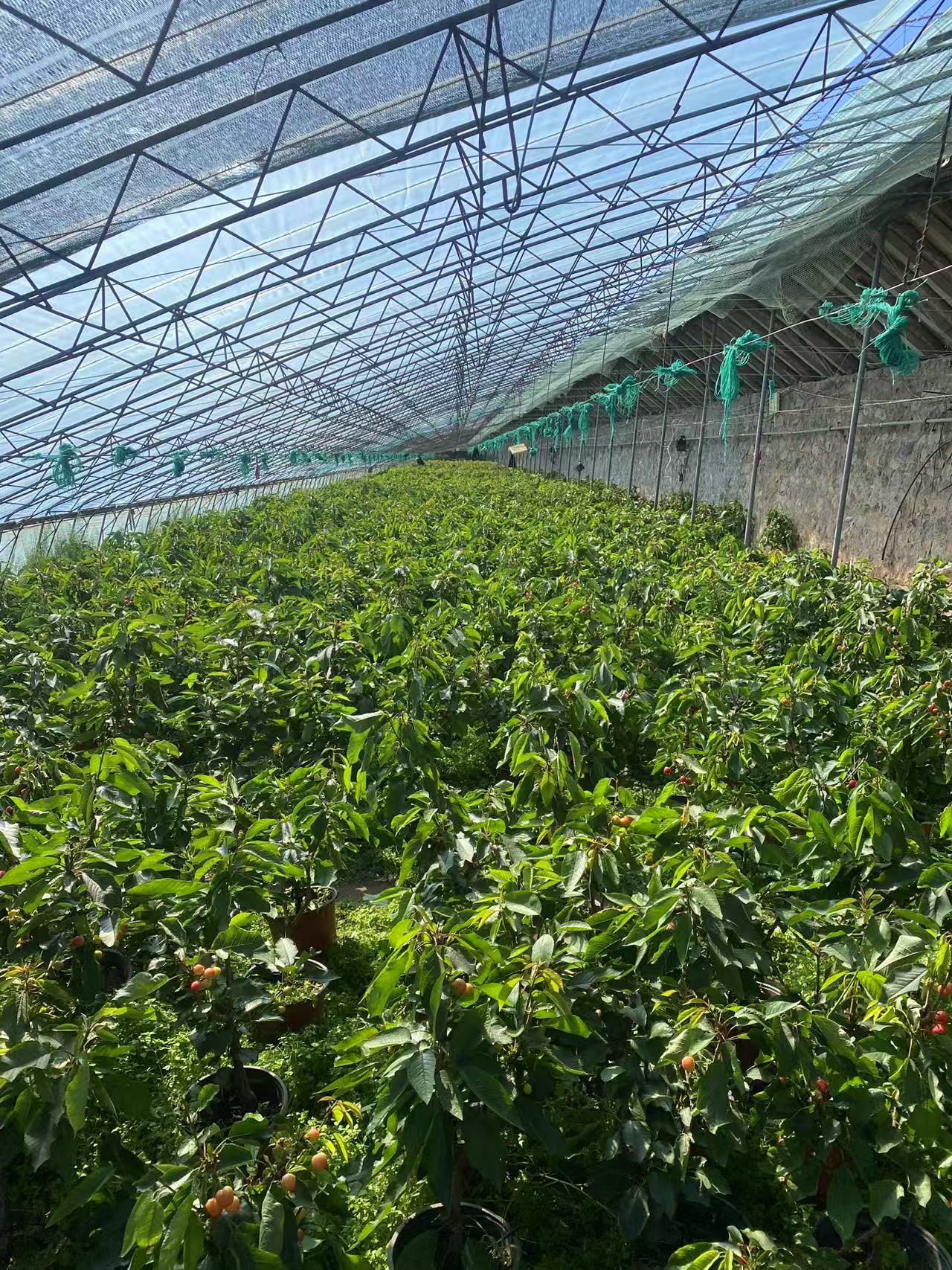 黑抮珠花卉盆栽南北方种植