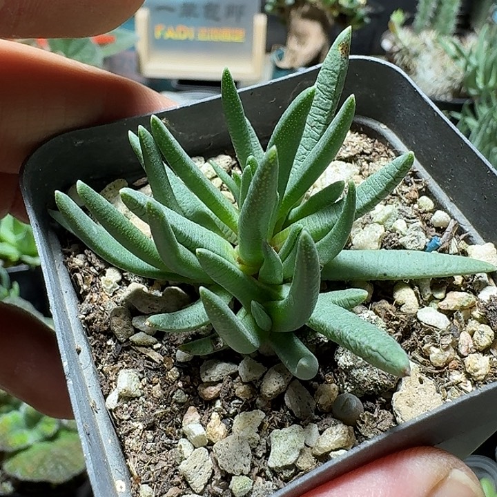 262美杜莎脱土发货