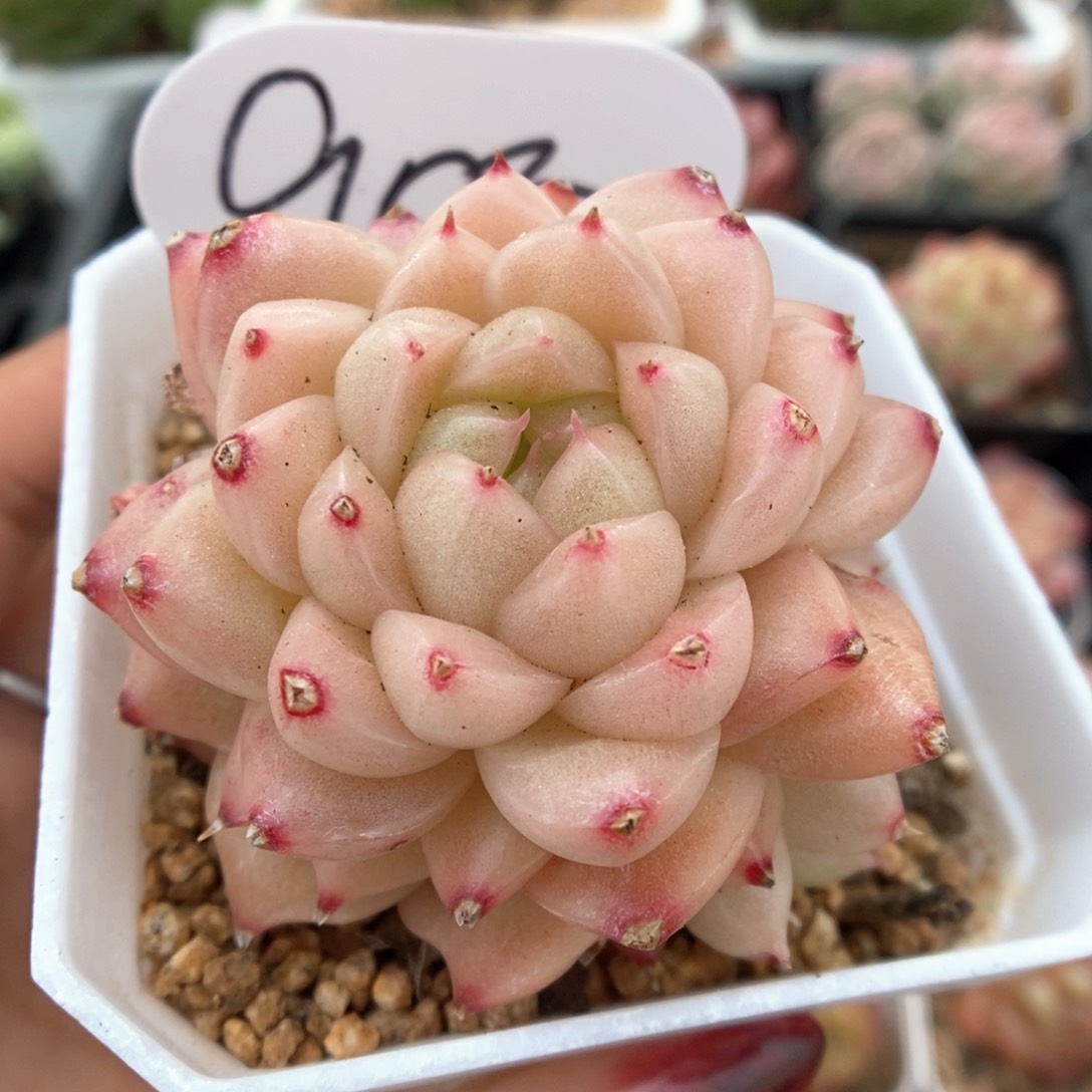 粉油透麦秆群生可拍904号。 