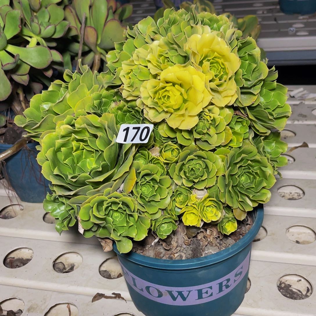 法师法师7-4包邮法师