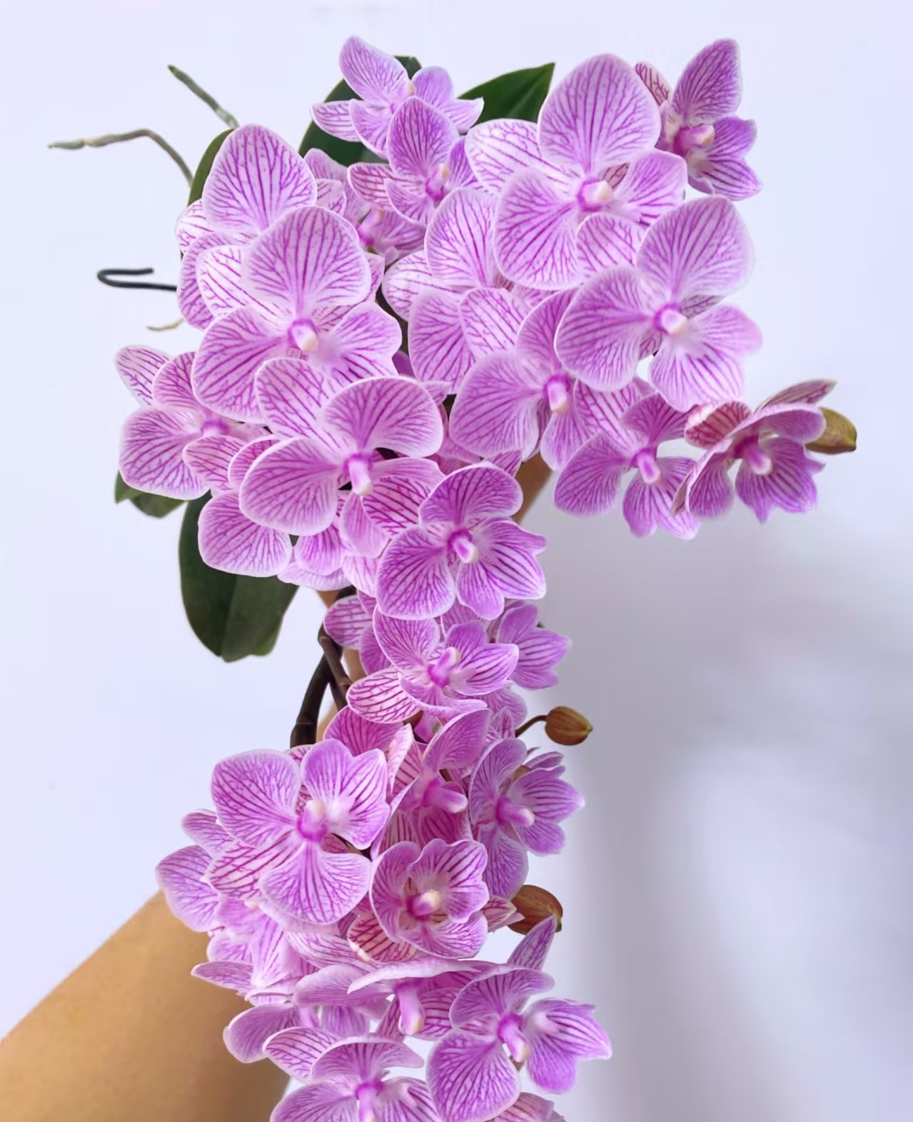 蝴蝶兰（樱花)带花带花苞，粉色带条纹系列，桌面款花花，基地直发