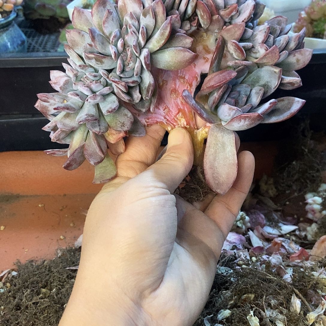 三***祈橙子小树一物一拍