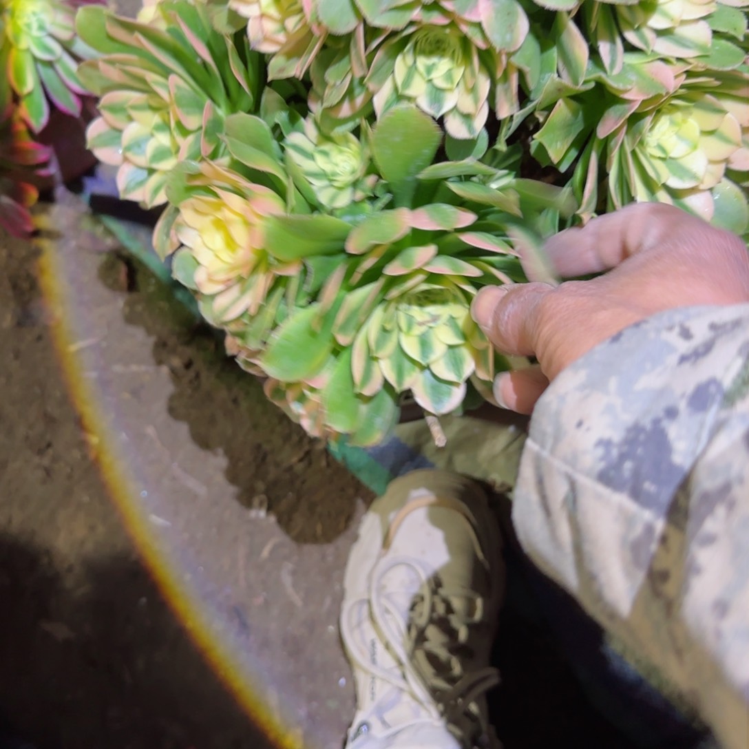 辛尼亚法师多肉805