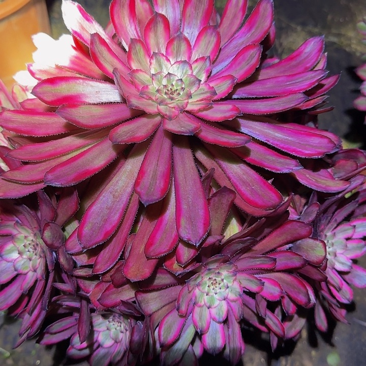 精品紫霞仙子老桩亏本福利