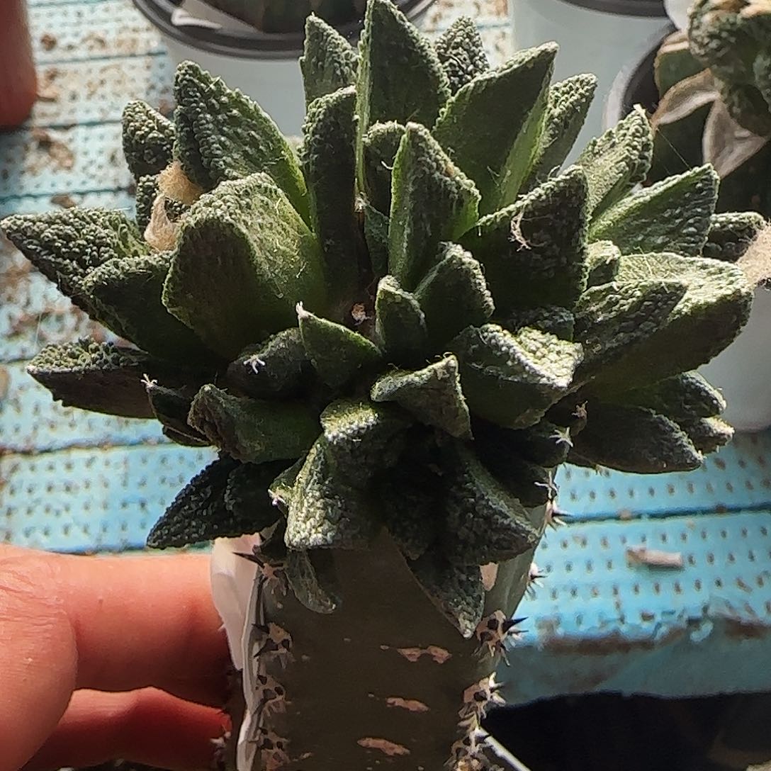 辛顿群头823仙人球