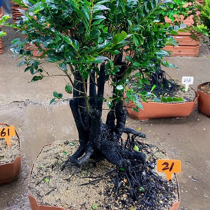 无花朵小叶紫檀景