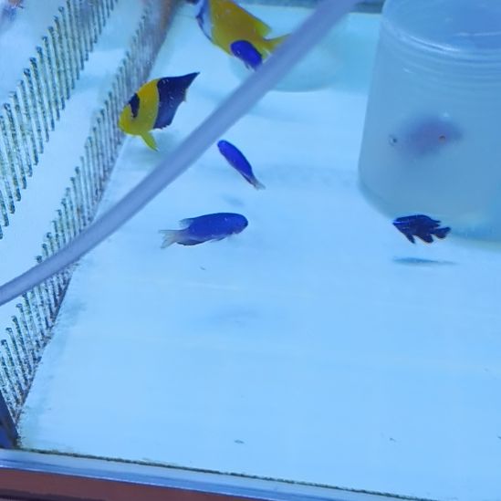 蓝丝绒一条海水鱼