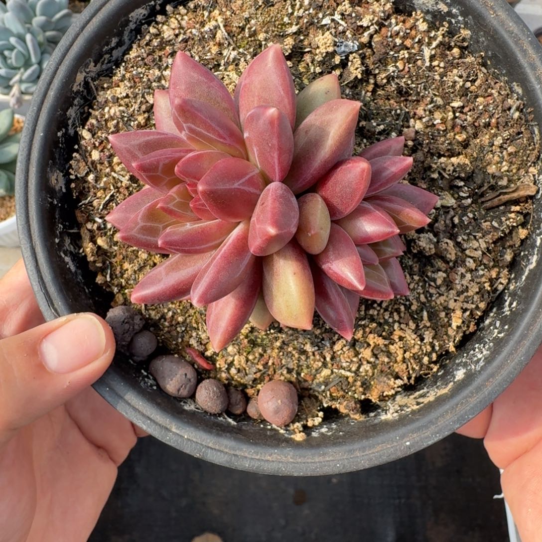 迷雾泡泡 双头 一物一拍