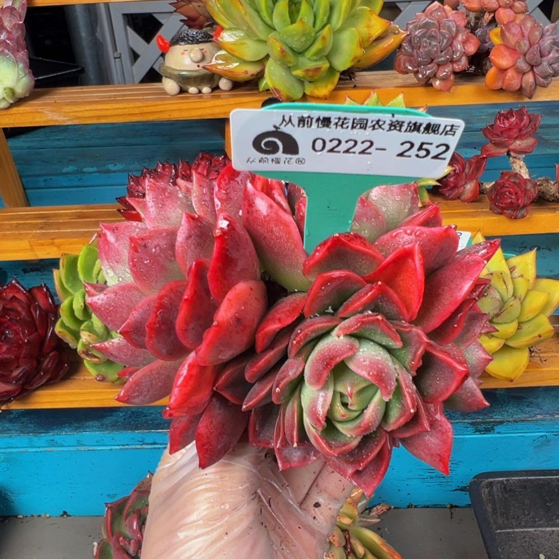 从前慢多肉精选编号0222.252