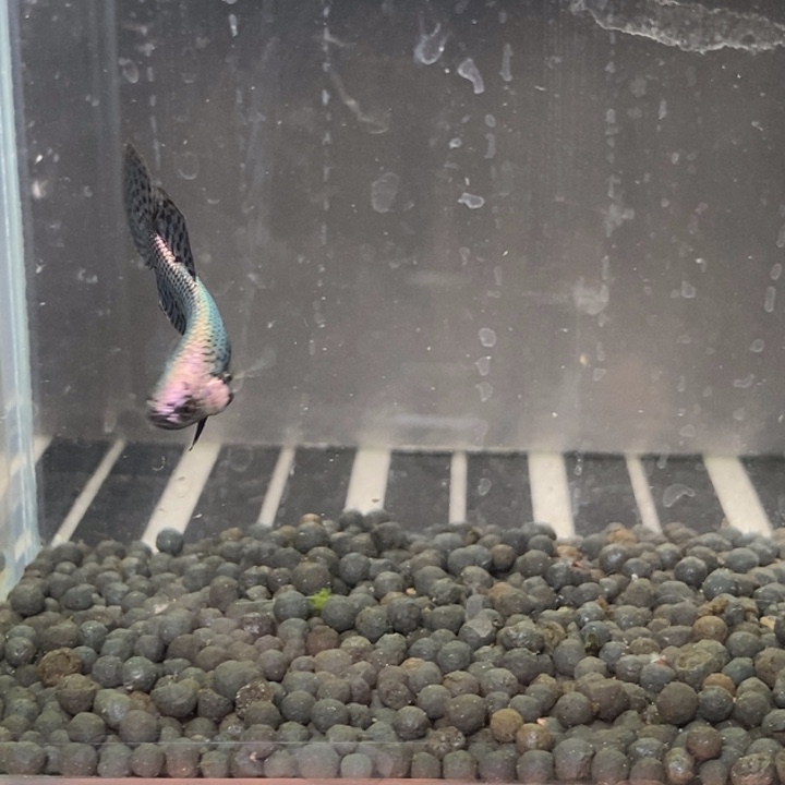 斗鱼泰国斗鱼285号