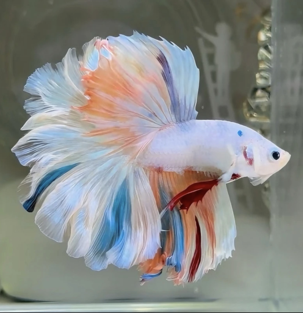 A11（241-264）精品泰国斗鱼小型热带观赏鱼（直播间选鱼）