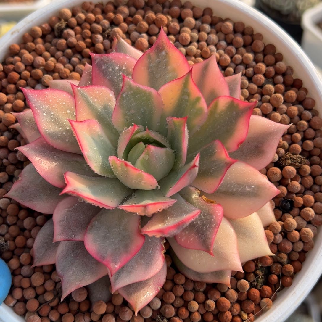 红宝莲灯锦，覆轮锦