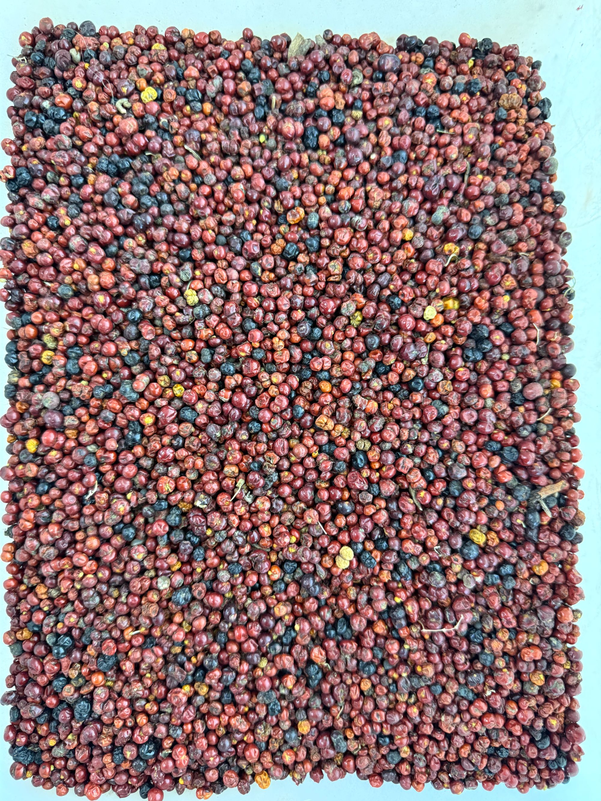 优质红茜草新种子