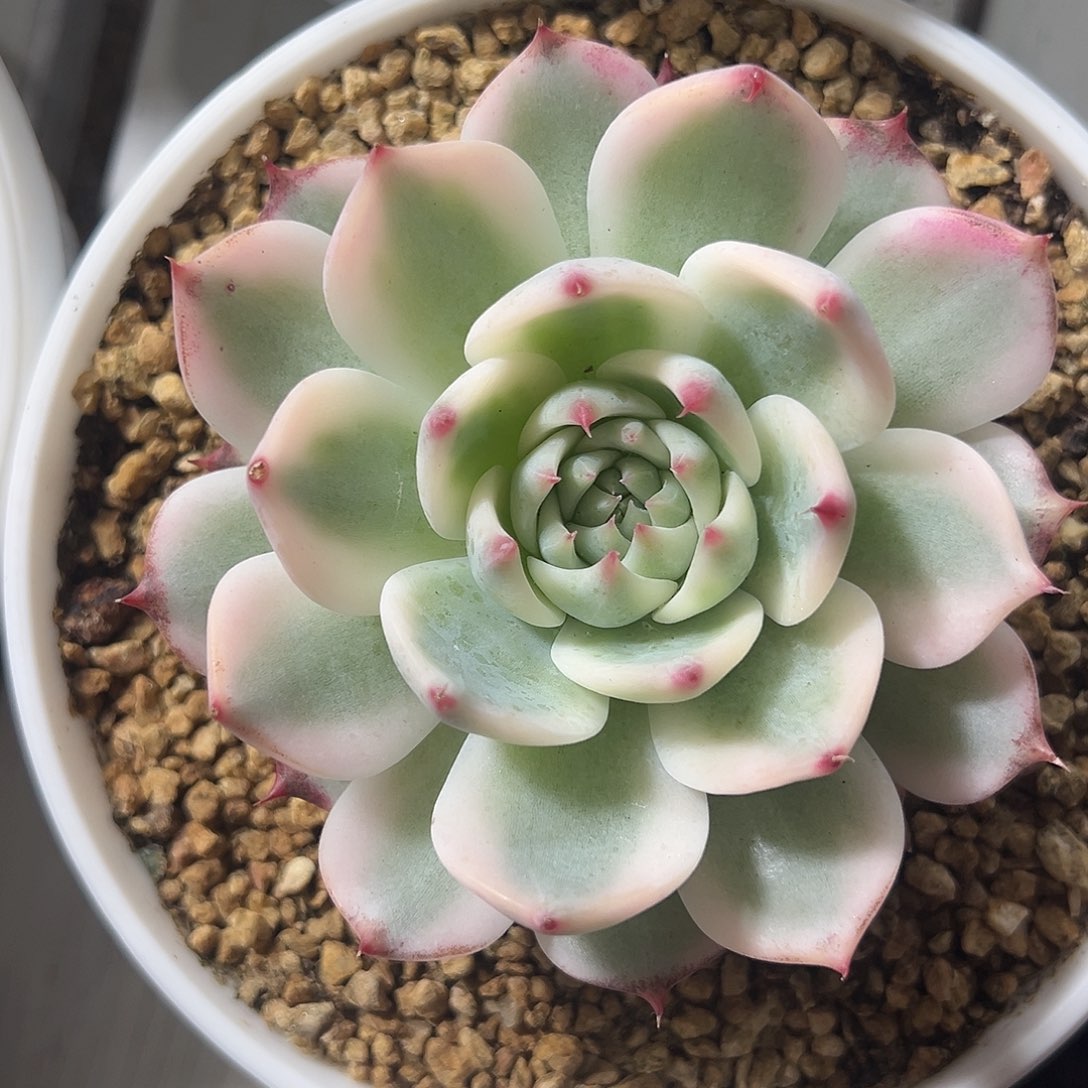 吉娃娃锦多肉植物
