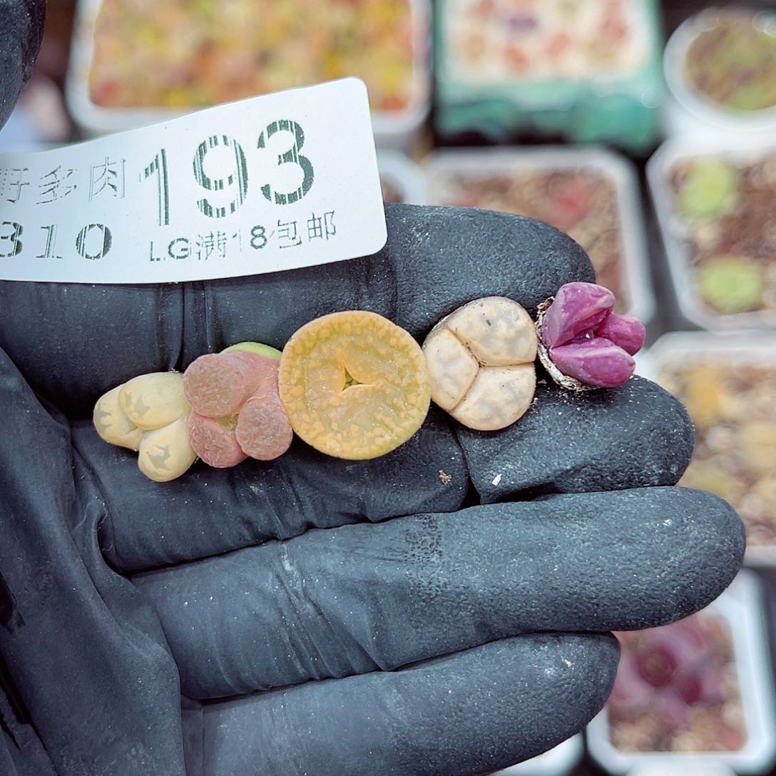 郎哥多少生石花10-193