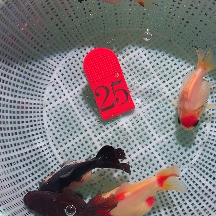 海水鱼25号尺寸6-9区间