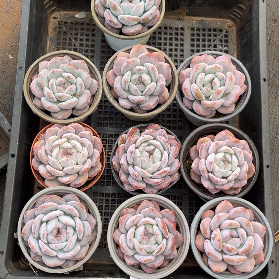 442号新疆西藏内蒙古不包邮