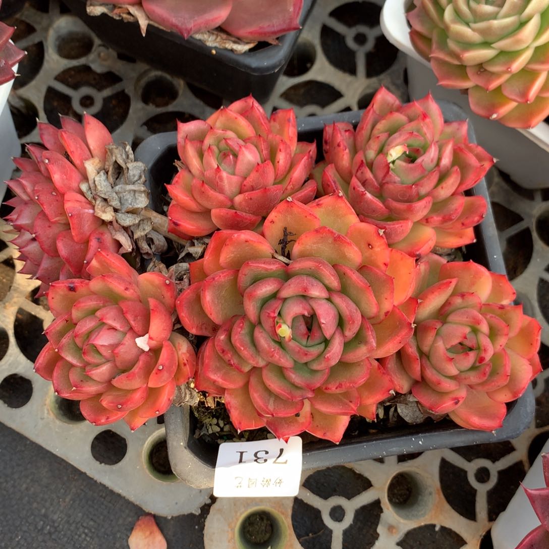 731新年快乐发发发