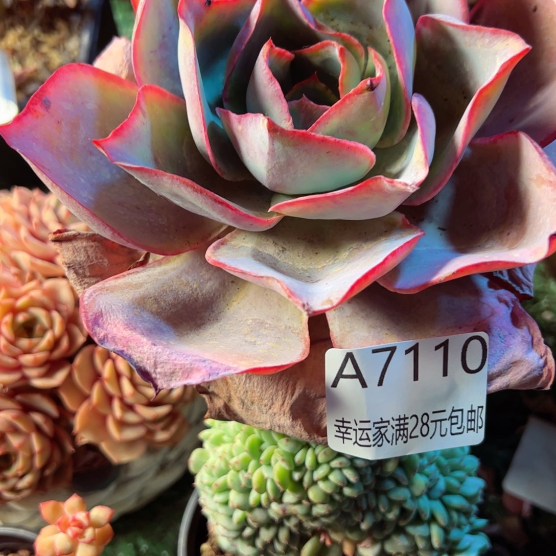 幸运的是我的朋友们