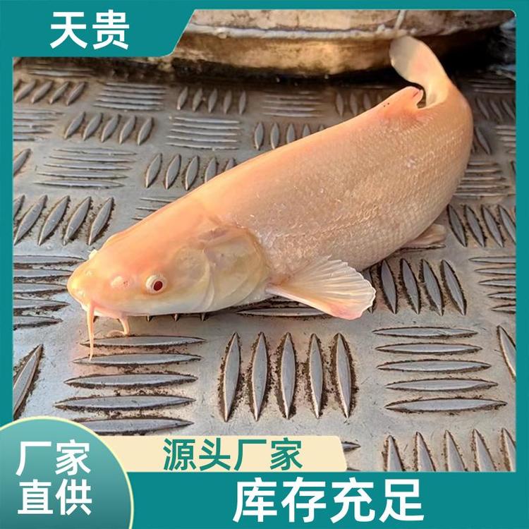 七彩银龙鱼活体红眼鳕鱼黄化白子鱼苗淡水观赏鱼