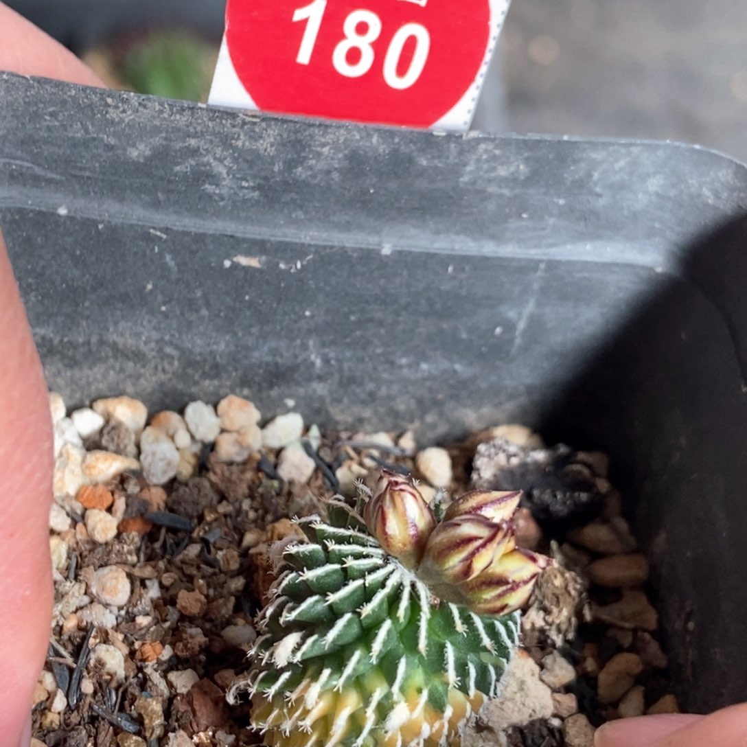 自根带花苞精巧殿刺缀锦1.9cm