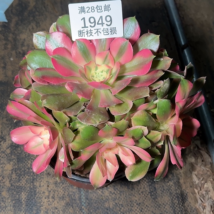 1949香妃多肉植物