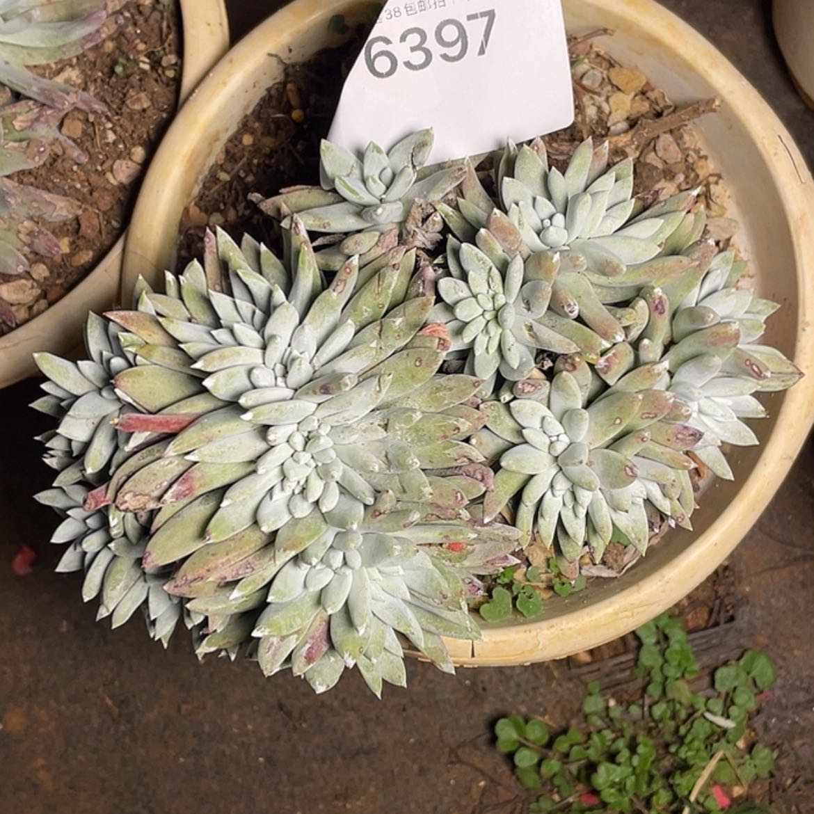 【闪购商品】白姆带缀化