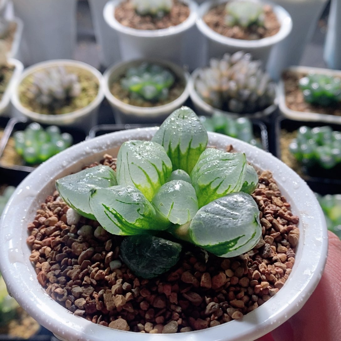 全窗裹实生玉露多肉植物