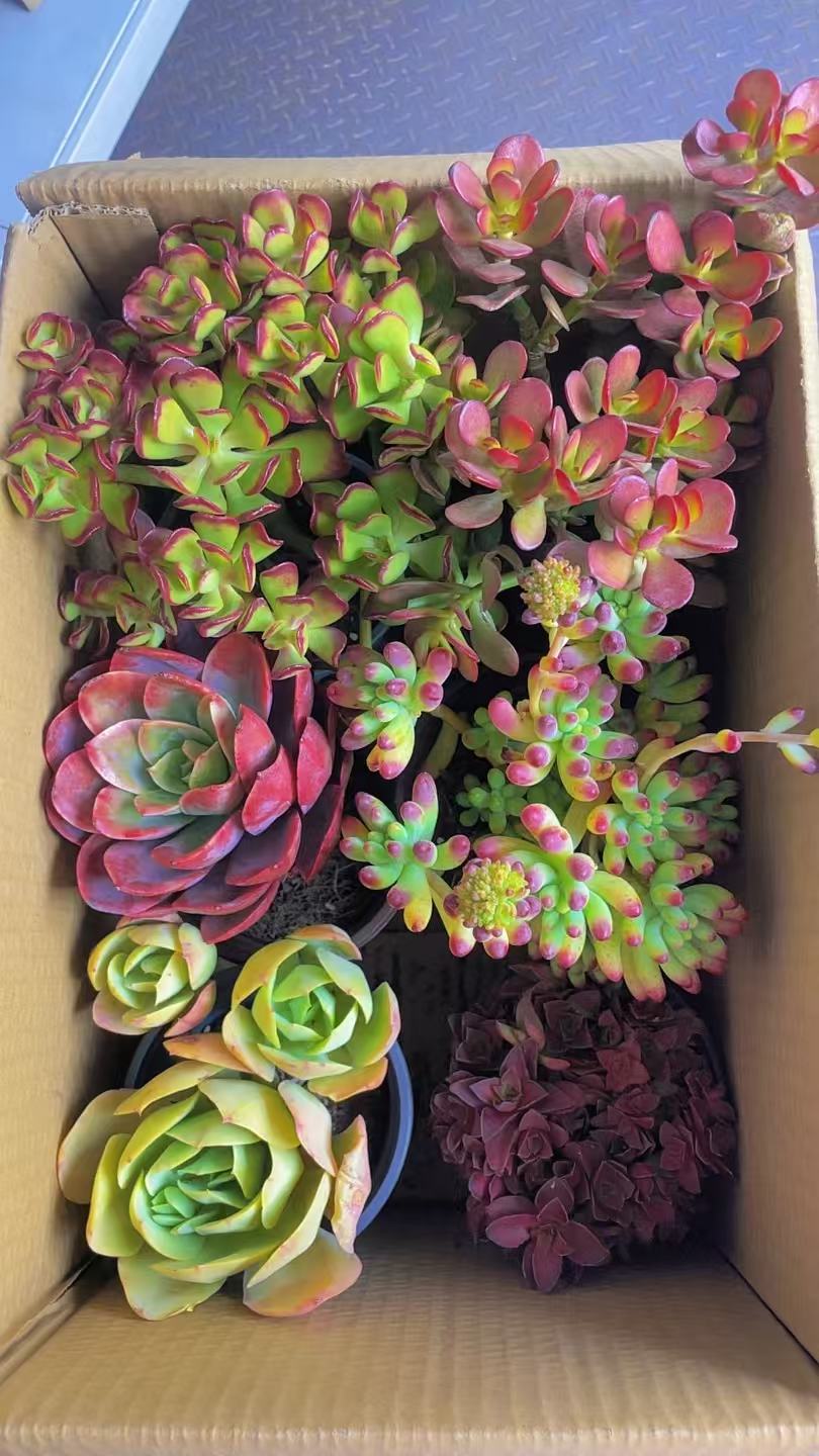 推荐【 6盆高品质贵货多肉】带盆带土种好栽好一整箱不重复昆明直发