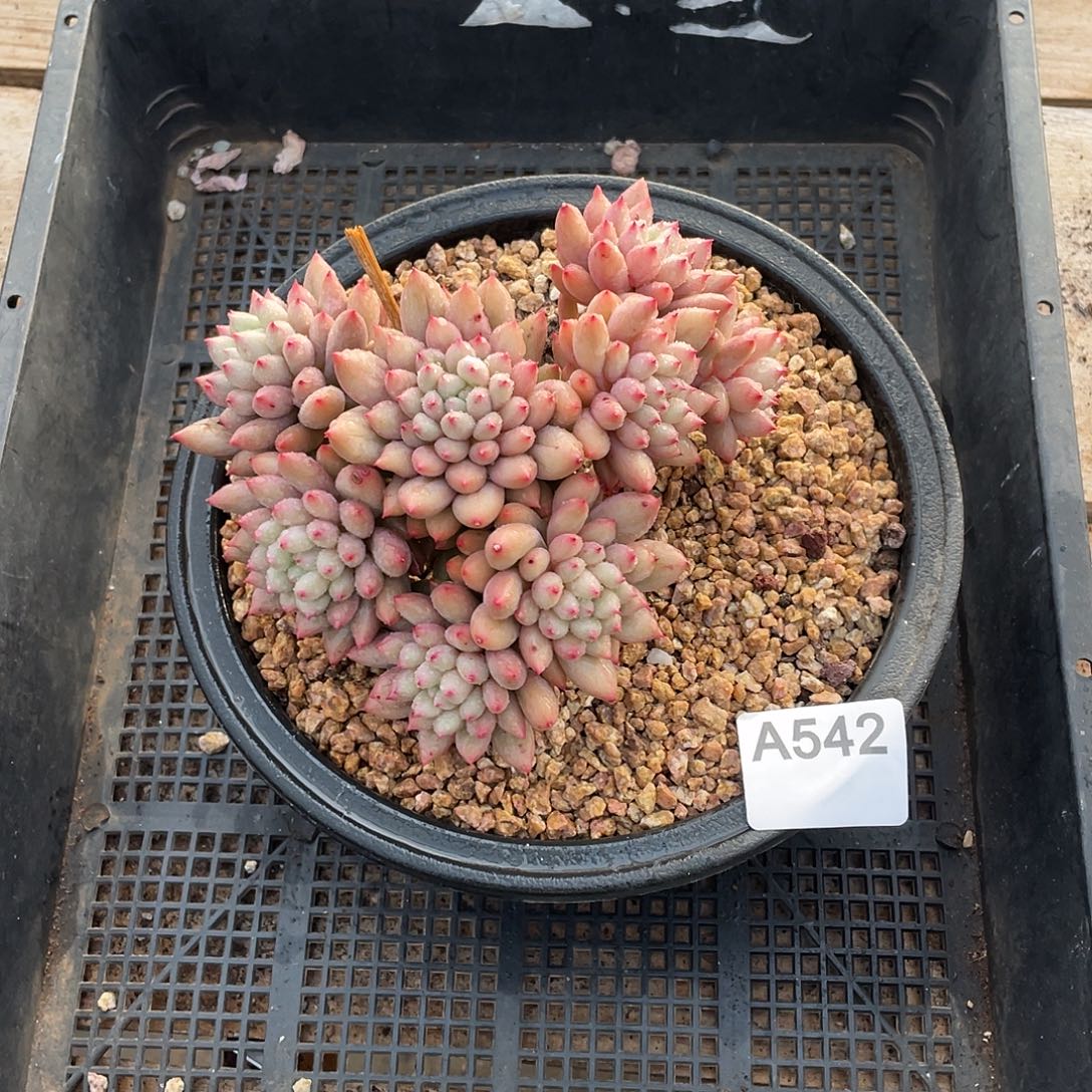 542多肉植物多肉植物